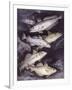 Zoology: Fishes: Gadidae Family, Different Species-null-Framed Giclee Print