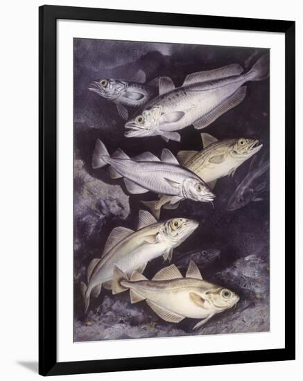 Zoology: Fishes: Gadidae Family, Different Species-null-Framed Giclee Print