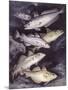 Zoology: Fishes: Gadidae Family, Different Species-null-Mounted Giclee Print