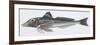 Zoology: Fishes: Grey Gurnard (Eutrigla Gurnardus)-null-Framed Giclee Print