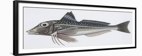 Zoology: Fishes: Grey Gurnard (Eutrigla Gurnardus)-null-Framed Giclee Print