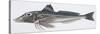 Zoology: Fishes: Grey Gurnard (Eutrigla Gurnardus)-null-Stretched Canvas