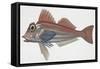 Zoology: Fishes: (Lepidotriglia Cavillone)-null-Framed Stretched Canvas
