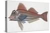 Zoology: Fishes: (Lepidotriglia Cavillone)-null-Stretched Canvas