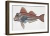 Zoology: Fishes: (Lepidotriglia Cavillone)-null-Framed Giclee Print