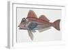 Zoology: Fishes: (Lepidotriglia Cavillone)-null-Framed Giclee Print
