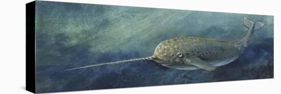 Zoology: Fishes: Mammalia, Cetacea, Narwhal (Monodon Monoceros)-null-Stretched Canvas