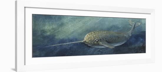 Zoology: Fishes: Mammalia, Cetacea, Narwhal (Monodon Monoceros)-null-Framed Giclee Print