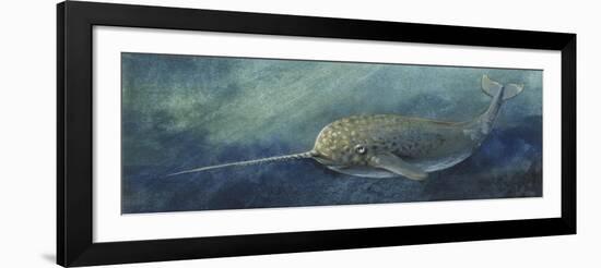 Zoology: Fishes: Mammalia, Cetacea, Narwhal (Monodon Monoceros)-null-Framed Giclee Print