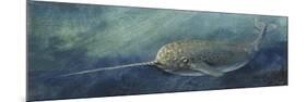 Zoology: Fishes: Mammalia, Cetacea, Narwhal (Monodon Monoceros)-null-Mounted Giclee Print