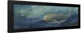 Zoology: Fishes: Mammalia, Cetacea, Narwhal (Monodon Monoceros)-null-Framed Giclee Print