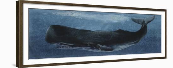 Zoology: Fishes: Mammalia, Cetacea, Sperm Whale-null-Framed Giclee Print