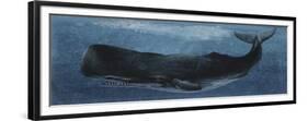 Zoology: Fishes: Mammalia, Cetacea, Sperm Whale-null-Framed Giclee Print