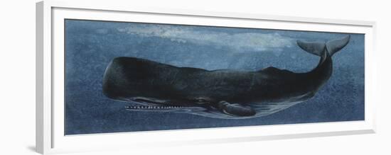 Zoology: Fishes: Mammalia, Cetacea, Sperm Whale-null-Framed Giclee Print