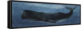 Zoology: Fishes: Mammalia, Cetacea, Sperm Whale-null-Framed Stretched Canvas