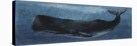 Zoology: Fishes: Mammalia, Cetacea, Sperm Whale-null-Stretched Canvas
