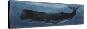 Zoology: Fishes: Mammalia, Cetacea, Sperm Whale-null-Stretched Canvas