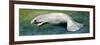 Zoology: Fishes: Mammalia, Sirenia, Manatee (Trichechus Sp.)-null-Framed Premium Giclee Print