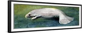 Zoology: Fishes: Mammalia, Sirenia, Manatee (Trichechus Sp.)-null-Framed Premium Giclee Print