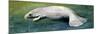 Zoology: Fishes: Mammalia, Sirenia, Manatee (Trichechus Sp.)-null-Mounted Premium Giclee Print