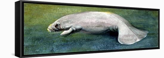 Zoology: Fishes: Mammalia, Sirenia, Manatee (Trichechus Sp.)-null-Framed Stretched Canvas