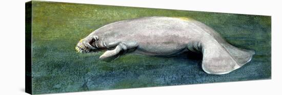 Zoology: Fishes: Mammalia, Sirenia, Manatee (Trichechus Sp.)-null-Stretched Canvas