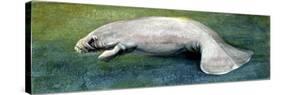 Zoology: Fishes: Mammalia, Sirenia, Manatee (Trichechus Sp.)-null-Stretched Canvas