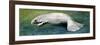 Zoology: Fishes: Mammalia, Sirenia, Manatee (Trichechus Sp.)-null-Framed Giclee Print