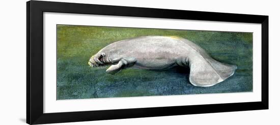 Zoology: Fishes: Mammalia, Sirenia, Manatee (Trichechus Sp.)-null-Framed Giclee Print