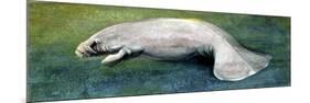 Zoology: Fishes: Mammalia, Sirenia, Manatee (Trichechus Sp.)-null-Mounted Giclee Print