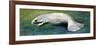 Zoology: Fishes: Mammalia, Sirenia, Manatee (Trichechus Sp.)-null-Framed Giclee Print