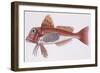 Zoology: Fishes: Streaked Gurnard (Trigloporus Lastoviza)-null-Framed Giclee Print