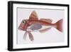 Zoology: Fishes: Streaked Gurnard (Trigloporus Lastoviza)-null-Framed Giclee Print