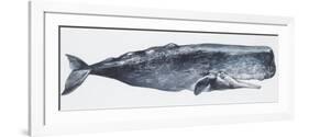 Zoology: Mammals: Sperm Whale (Physeter Catodon)-null-Framed Giclee Print