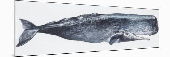 Zoology: Mammals: Sperm Whale (Physeter Catodon)-null-Mounted Giclee Print