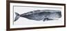 Zoology: Mammals: Sperm Whale (Physeter Catodon)-null-Framed Premium Giclee Print