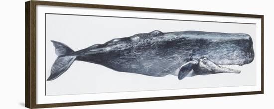 Zoology: Mammals: Sperm Whale (Physeter Catodon)-null-Framed Premium Giclee Print