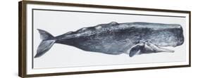 Zoology: Mammals: Sperm Whale (Physeter Catodon)-null-Framed Premium Giclee Print