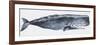 Zoology: Mammals: Sperm Whale (Physeter Catodon)-null-Framed Premium Giclee Print