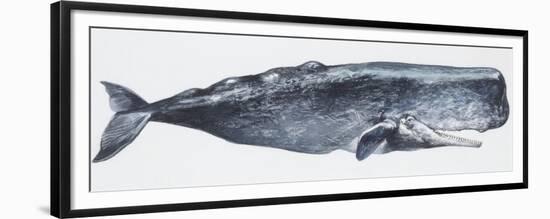 Zoology: Mammals: Sperm Whale (Physeter Catodon)-null-Framed Premium Giclee Print