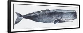 Zoology: Mammals: Sperm Whale (Physeter Catodon)-null-Framed Premium Giclee Print