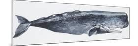 Zoology: Mammals: Sperm Whale (Physeter Catodon)-null-Mounted Premium Giclee Print