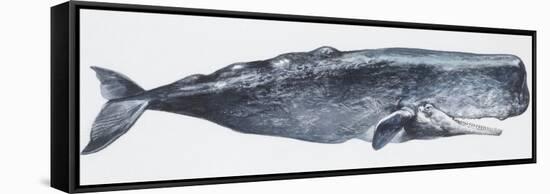 Zoology: Mammals: Sperm Whale (Physeter Catodon)-null-Framed Stretched Canvas
