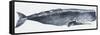 Zoology: Mammals: Sperm Whale (Physeter Catodon)-null-Framed Stretched Canvas