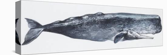 Zoology: Mammals: Sperm Whale (Physeter Catodon)-null-Stretched Canvas