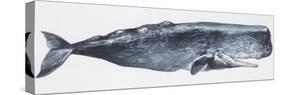 Zoology: Mammals: Sperm Whale (Physeter Catodon)-null-Stretched Canvas