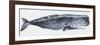 Zoology: Mammals: Sperm Whale (Physeter Catodon)-null-Framed Giclee Print