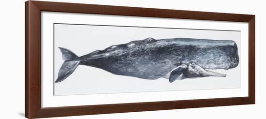 Zoology: Mammals: Sperm Whale (Physeter Catodon)-null-Framed Giclee Print