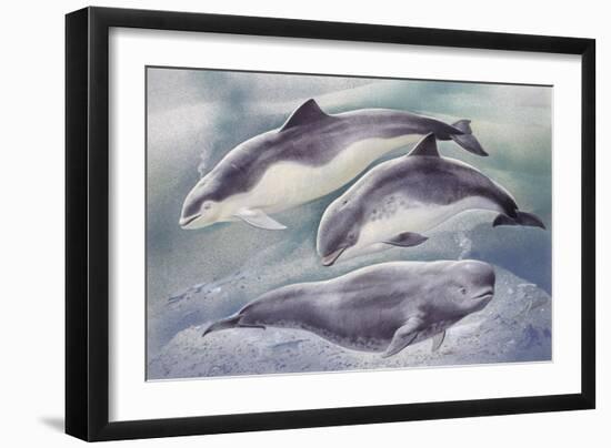 Zoology: Mammals-null-Framed Giclee Print