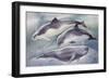 Zoology: Mammals-null-Framed Giclee Print